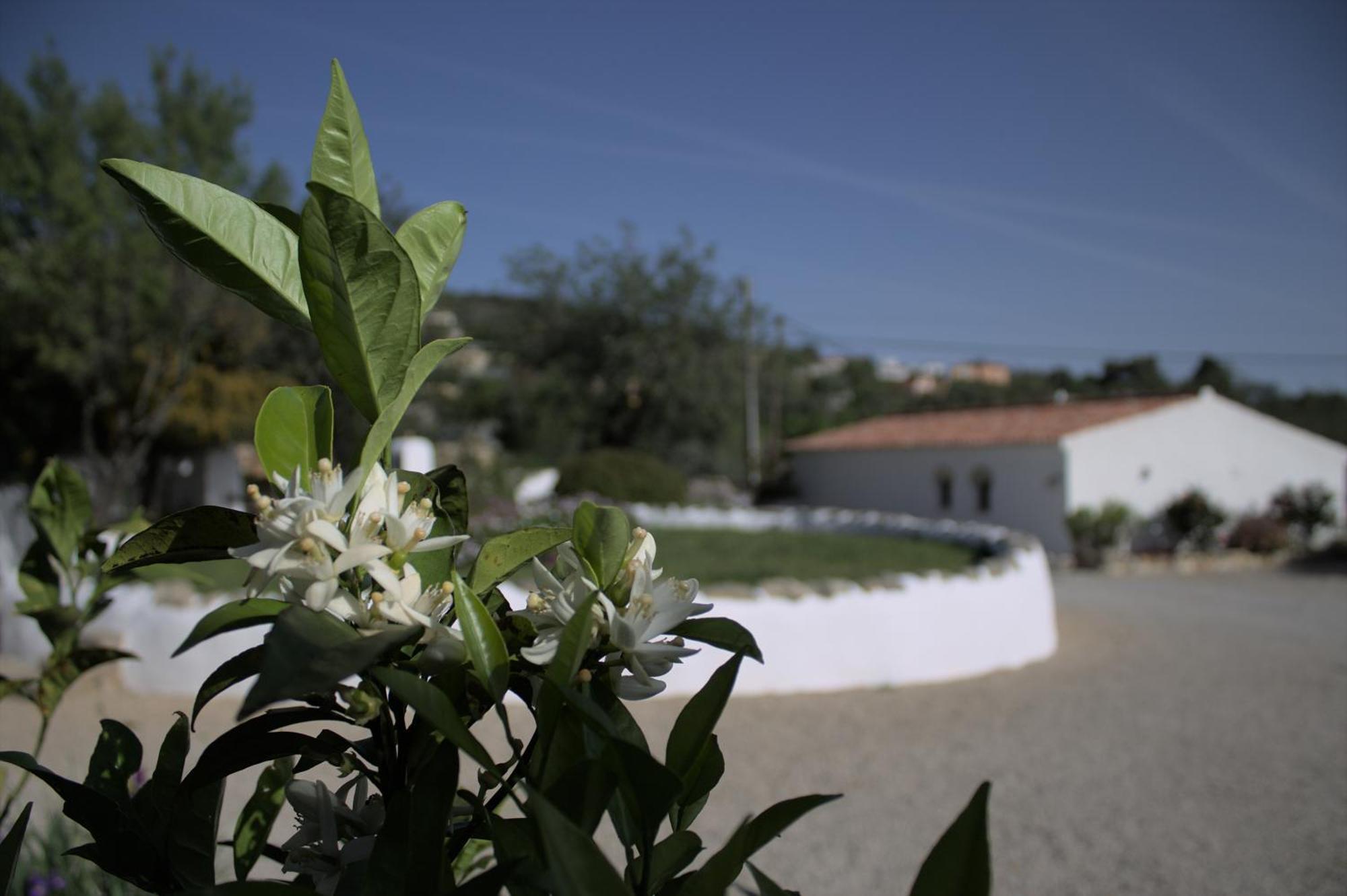 Cosy Farmhouse Quinta Da Eira 140 Years Old Loule Exterior photo